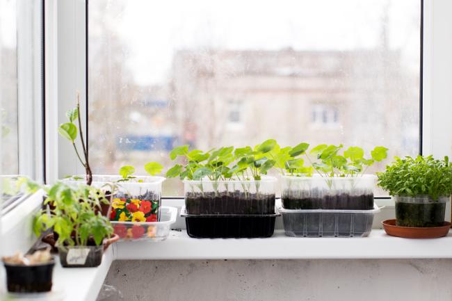 Growing food at home could help with the cost of living