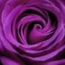 purple85