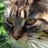 madcatlady